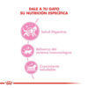 Royal Canin Kitten x 1.5 kg